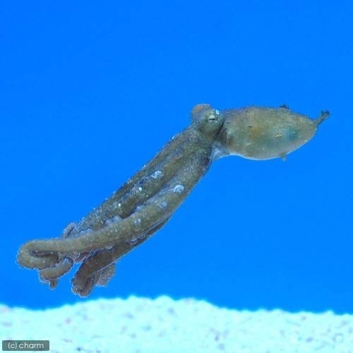 青い血 赤い血 チャーム海水ブログ